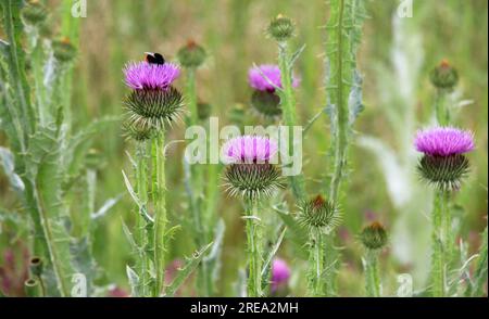 Die hohe und stachelige Distel (Onopordum acanthium) wächst in freier Wildbahn Stockfoto