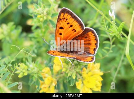 Lycaena hat einen Schmetterling auf einer Blume in freier Wildbahn Stockfoto