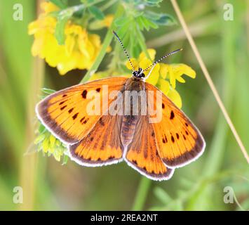 Lycaena hat einen Schmetterling auf einer Blume in freier Wildbahn Stockfoto