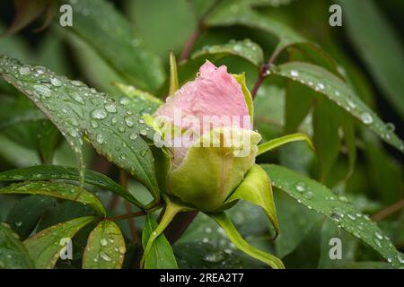 Paeonia suffruticosa „Yachiyo-tsubaki“ in Bud (farbenfrohe Staudennaht) - englisches Blumenbeet im Landgarten, West Yorkshire, England, Großbritannien. Stockfoto
