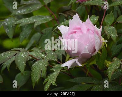 Paeonia suffruticosa „Yachiyo-tsubaki“ Blume (farbenfrohe Staudennaht) - englisches Blumenbeet im Landgarten, West Yorkshire, England, Großbritannien. Stockfoto