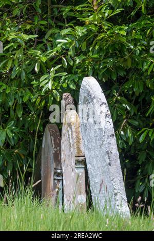 Kleine Eule, Athen noctua, hoch oben auf einem Grabstein in einem Friedhof in Norfolk. Stockfoto