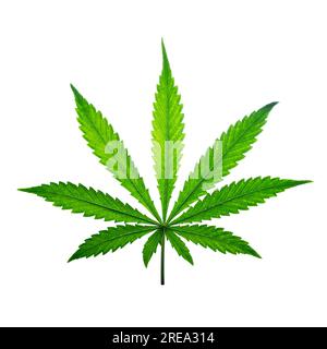 Cannabisblatt isoliert auf weißem Hintergrund. Medizinisches Marihuana-Blatt auf weiß Stockfoto