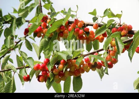 Süße Kirschbeeren (Prunus avium) reifen auf einem Baumzweig Stockfoto