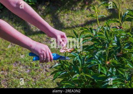 Kinderhände mit Gartenscheren, die alte Blumen auf Pfingstrosen schneiden. Gartenkonzept. Stockfoto