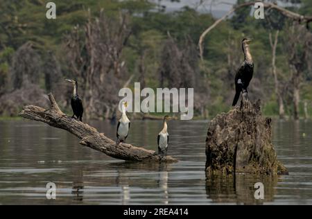 Drei Kormorane, die nebeneinander auf Totholz sitzen, neben einem vierten mit Zuchtzeichen, in Lake Naivasha, Kenia, Afrika Stockfoto