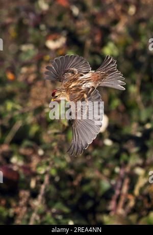 Lesser Redpoll (Carduelis Cabaret), Erwachsener im Flug Eccles-on-Sea, Norfolk, Großbritannien November Stockfoto