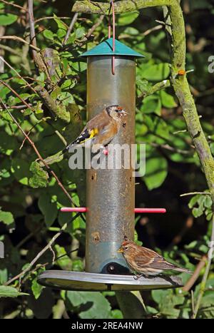 Little Redpoll (Carduelis Cabaret) und European Goldfinch (Carduelis carduelis) füttern den Nyger-Feeder Eccles-on-Sea, Norfolk, Vereinigtes Königreich. November Stockfoto