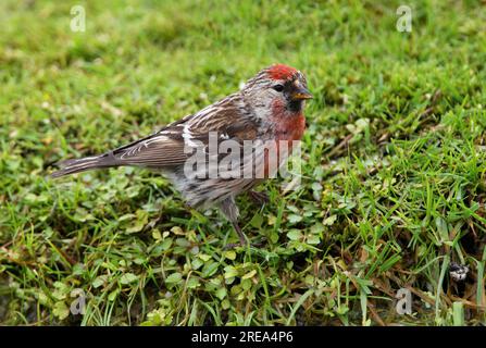 Common Redpoll (Carduelis flammea), männlicher, auf dem Boden stehender Eccles-on-Sea, Norfolk, Großbritannien. Juni Stockfoto