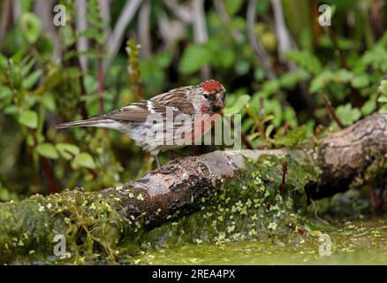 Gemeiner Redpoll (Carduelis flammea), männlicher Erwachsener, hoch oben am gefallenen Stamm am Teich Eccles-on-Sea, Norfolk, Großbritannien. Juni Stockfoto