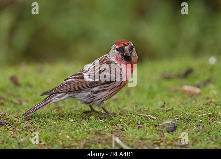 Common Redpoll (Carduelis flammea), männlicher, auf dem Boden stehender Eccles-on-Sea, Norfolk, Großbritannien. Juni Stockfoto