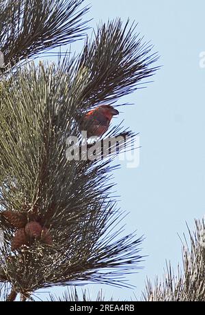 Papagei Crossbill (Loxia pytyosittacus), männlich, hoch oben in Pine Tree holt, Norfolk, Großbritannien. März Stockfoto