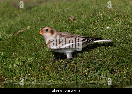 Snow Bunting (Plectrophenax nivalis) Migrant trinkt am Pond Eccles-on-Sea, Norfolk, Großbritannien. September Stockfoto