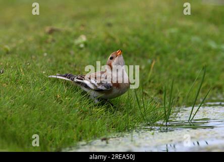 Snow Bunting (Plectrophenax nivalis) Migrant trinkt am Pond Eccles-on-Sea, Norfolk, Großbritannien. September Stockfoto