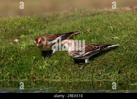 Snow Bunting (Plectrophenax nivalis) zwei Migranten, die im Teich Eccles-on-Sea, Norfolk, Großbritannien, trinken. September Stockfoto