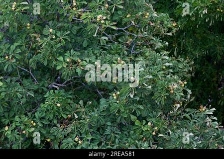 Nahaufnahme der Kastanien von Pferden aus der Vogelperspektive. Stockfoto