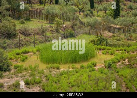 Bovera-Tal an einem Frühlingnachmittag (Les Garrigues, Lleida, Katalonien, Spanien) ESP: Valle de Bovera en una tarde de de primavera (Les Garrigues, Lérida) Stockfoto