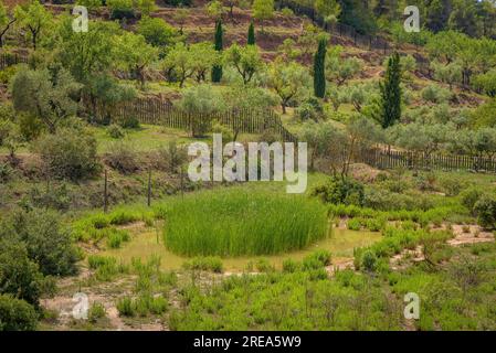 Bovera-Tal an einem Frühlingnachmittag (Les Garrigues, Lleida, Katalonien, Spanien) ESP: Valle de Bovera en una tarde de de primavera (Les Garrigues, Lérida) Stockfoto