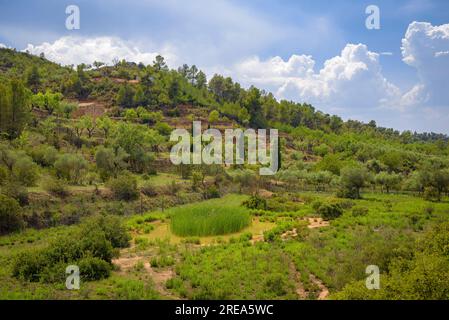 Bovera-Tal an einem Frühlingnachmittag (Les Garrigues, Lleida, Katalonien, Spanien) ESP: Valle de Bovera en una tarde de de primavera (Les Garrigues, Lérida) Stockfoto