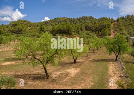 Bovera-Tal an einem Frühlingnachmittag (Les Garrigues, Lleida, Katalonien, Spanien) ESP: Valle de Bovera en una tarde de de primavera (Les Garrigues, Lérida) Stockfoto