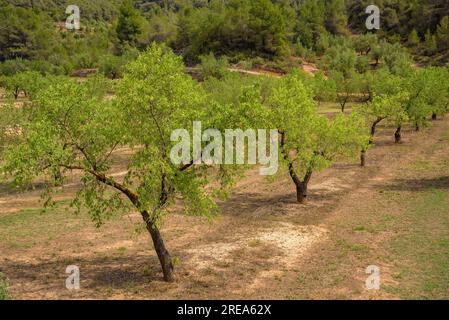 Bovera-Tal an einem Frühlingnachmittag (Les Garrigues, Lleida, Katalonien, Spanien) ESP: Valle de Bovera en una tarde de de primavera (Les Garrigues, Lérida) Stockfoto