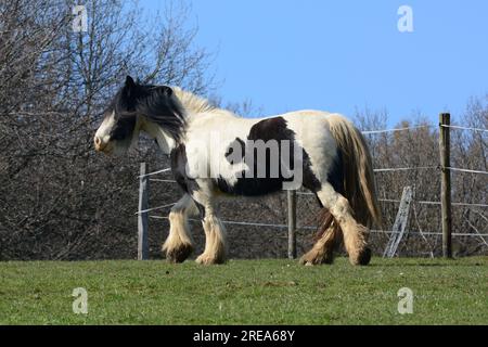 Irish Tinker Stockfoto