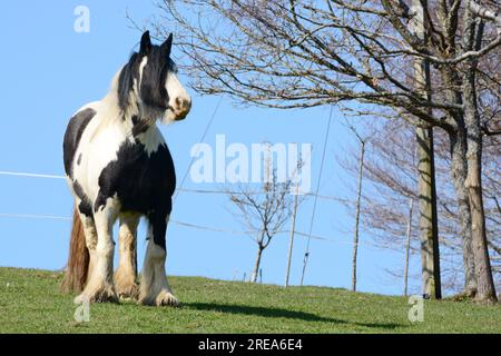 Irish Tinker Stockfoto