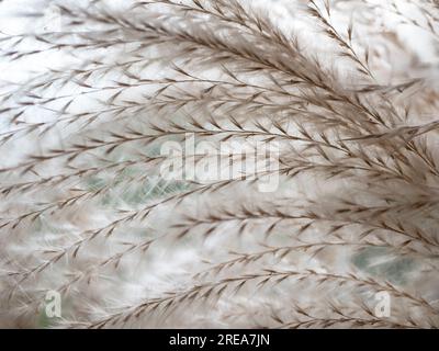 Weißes, federndes Pampasgras, selektiver Fokus. Die Textur der Cortaderia Stockfoto