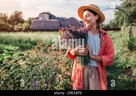 Lavendelernte. Gärtner hält Busket mit geschnittenem Kraut. Eine Frau mit Hut pflückte im Sommergarten einen Blumenstrauß Stockfoto