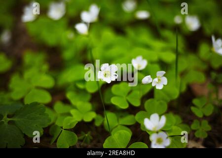 Gewöhnlicher Sauerteig Stockfoto