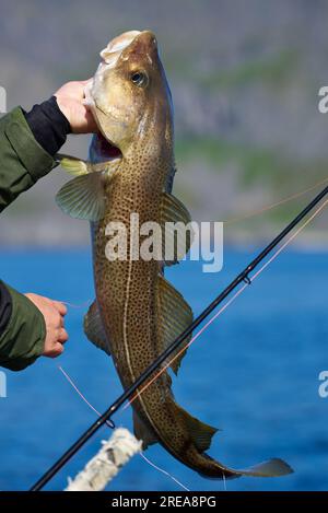 Ein Sportfischer, der einen unverletzten Atlantischen Kabeljau in der Hand hält, bevor er am Sommerabend in Finnmark, Norwegen, wieder in die Barentssee gebracht wird. Stockfoto