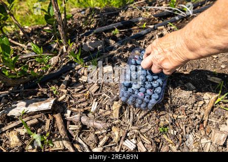 Auf der Plantage, die im Juli bewässert wird, der Zeit der reifen Beeren und der ersten Heidelbeerernte. Die Pflücker pflücken süßsaure, saftige Beeren aus t Stockfoto