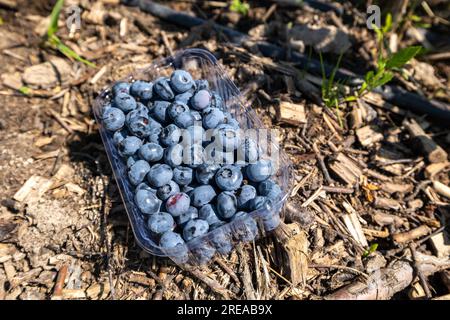 Auf der Plantage, die im Juli bewässert wird, der Zeit der reifen Beeren und der ersten Heidelbeerernte. Die Pflücker pflücken süßsaure, saftige Beeren aus t Stockfoto