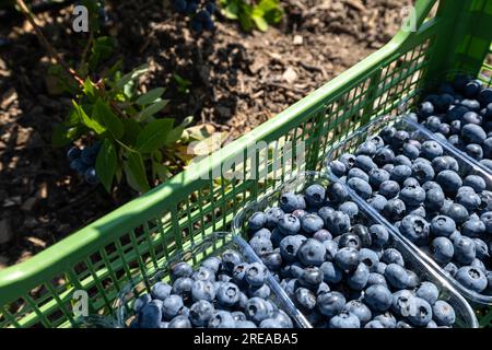 Auf der Plantage, die im Juli bewässert wird, der Zeit der reifen Beeren und der ersten Heidelbeerernte. Die Pflücker pflücken süßsaure, saftige Beeren aus t Stockfoto