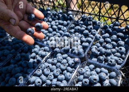 Auf der Plantage, die im Juli bewässert wird, der Zeit der reifen Beeren und der ersten Heidelbeerernte. Die Pflücker pflücken süßsaure, saftige Beeren aus t Stockfoto