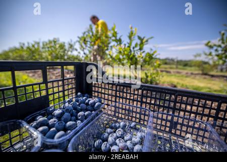 Auf der Plantage, die im Juli bewässert wird, der Zeit der reifen Beeren und der ersten Heidelbeerernte. Die Pflücker pflücken süßsaure, saftige Beeren aus t Stockfoto