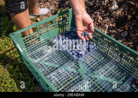Auf der Plantage, die im Juli bewässert wird, der Zeit der reifen Beeren und der ersten Heidelbeerernte. Die Pflücker pflücken süßsaure, saftige Beeren aus t Stockfoto