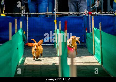 Huntington Beach, Kalifornien, USA. 24. Juni 2018. Die Ohren fliegen, ein Dackel gibt ihr alles am Starttor, während ihr Gegner mehr daran interessiert ist, bei einem kleinen Hunderennen in Huntington Beach, CA, mit den Zuschauern freundlich zu sein. (Kreditbild: © Spencer Grant/ZUMA Press Wire) NUR REDAKTIONELLE VERWENDUNG! Nicht für den kommerziellen GEBRAUCH! Stockfoto