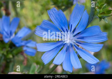 Die gewöhnliche Zichorie, eine blaue Schönheit auf dem Weg, schmeckt mit zarten Blumen. Ihre Gnade verzaubert Naturliebhaber. Stockfoto