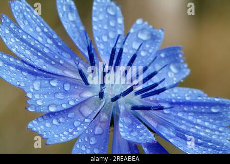 Der gewöhnliche Chicorée, eine blaue Schönheit auf dem Weg, schmeckt mit zarten Blumen und Tautropfen. Stockfoto