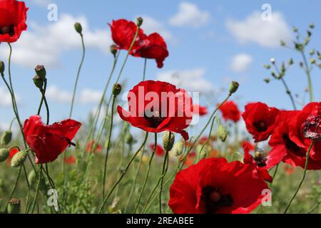 Wunderschöne, hellrote Mohnblumen mit blauem Himmel und Wolken im Hintergrund im Sommer auf den Feldern Stockfoto