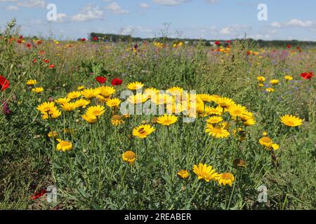 Eine Gruppe gelber Mais-Marigold, im Sommer auf einem Blumenfeld auf dem Land Stockfoto