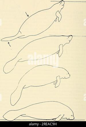 „Ökologie und Verhalten der Seekühe (Trichechus manatus) in Florida“ (1979) Stockfoto