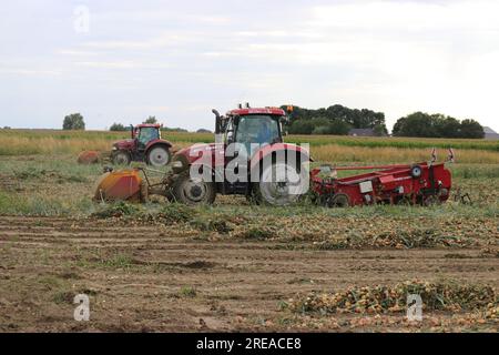 Zwei Traktoren mit Maschinen ernten im Sommer auf einem Feld in der niederländischen Landschaft Zwiebeln Stockfoto