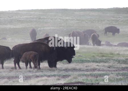 Bison-Familie Unterwegs Mit Der Herde Mit Babypflege Stockfoto