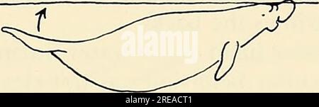 „Ökologie und Verhalten der Seekühe (Trichechus manatus) in Florida“ (1979) Stockfoto