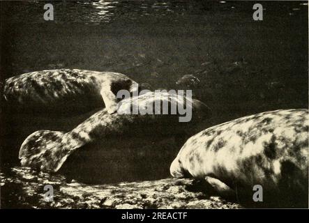 „Ökologie und Verhalten der Seekühe (Trichechus manatus) in Florida“ (1979) Stockfoto