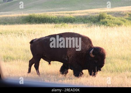 Massiver männlicher Bison, der im Gras auf einer Wiese spaziert Stockfoto