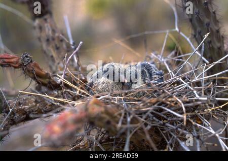 Weißflügeltauben (Zenaida asiatica), nur wenige Tage alt, nisten in einem Cholla-Kaktus in der Sonora-Wüste, Arizona, USA. Stockfoto