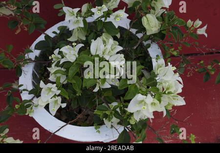 Eine topfweiße Bougainvillea-Pflanze mit den weißen Blumen befindet sich in einem Zementtopf im Haus als Indoor-Pflanze. Blick von oben Stockfoto